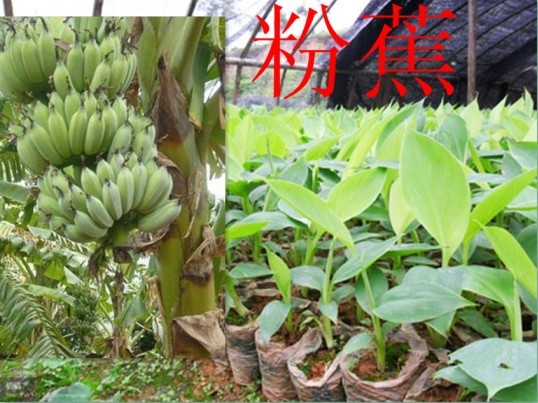 **的果苗场/优质粉蕉种苗/批发种苗粉蕉 
