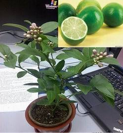 惠州香水柠檬|”香水柠檬苗-|惠州香水柠檬苗基地 