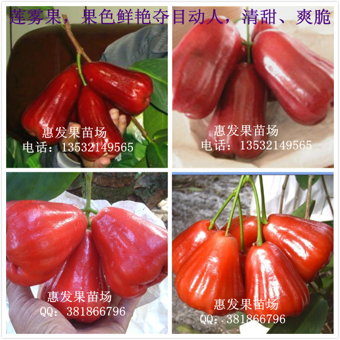 黑金刚莲雾苗 