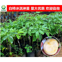 河源白柿冰淇淋果苗