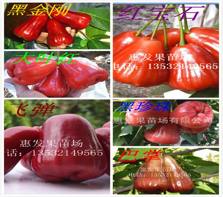 广东大量供应台湾莲雾苗；黑金刚莲雾苗