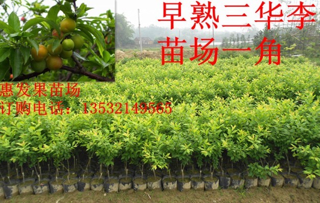 三华李种苗批发，福建三华李 