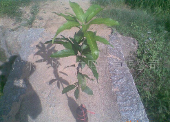 芒果苗、红象芒苗-惠州芒果苗基地 