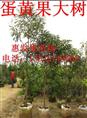 广东蛋黄果苗批发//哪里有蛋黄果苗批发 