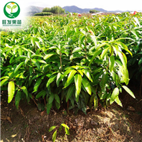 供应芒果苗，广东芒果苗，广东果苗场 