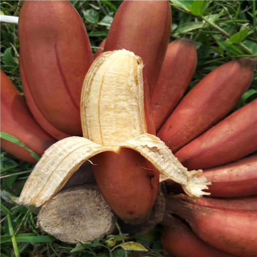 深圳红香蕉苗