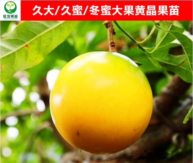 河源大果黄晶果苗
