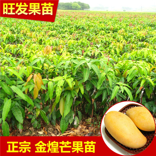 金煌芒果苗，惠州金煌芒果苗 