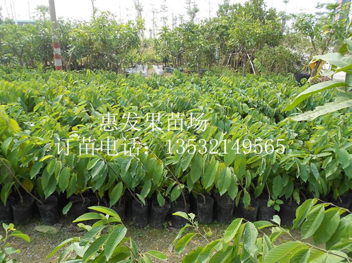 重庆优质台湾凤梨 释迦 番荔枝苗出售