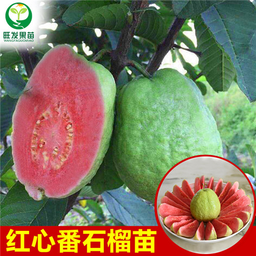 红心番石榴(红心芭乐），惠州果苗 