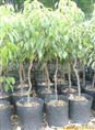 荔枝果苗、龙眼果苗|“惠州荔枝果苗 