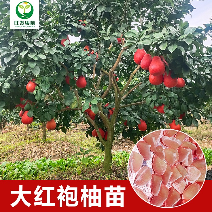清远大红袍柚苗
