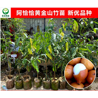 惠州阿恰恰黄金山竹苗