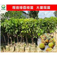 惠州观音绿荔枝苗