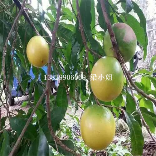 黄晶果又名黄金果苗 