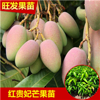 惠州芒果苗，广东芒果苗，广东果苗 