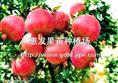 番石榴苗批发/出售番石榴苗/购买番石榴苗 
