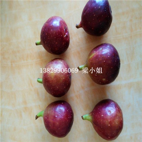 批发波姬红无花果苗\广东波姬红无花果苗 