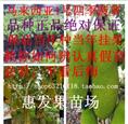 惠州大树菠萝苗批发 