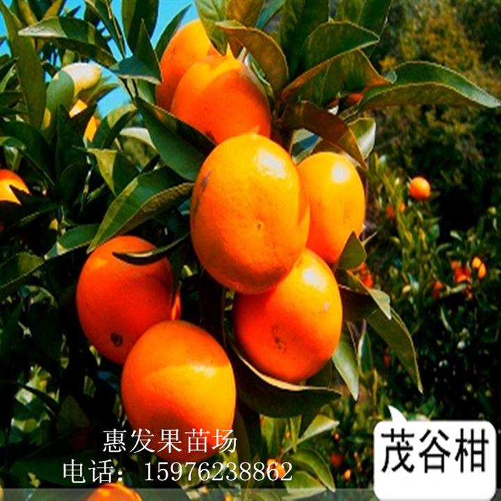 茂谷柑苗，广东茂谷柑苗，茂谷甘苗价格 