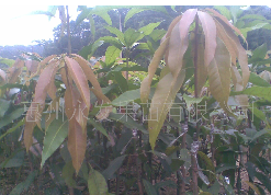 芒果苗|“惠州芒果苗|”惠州芒果苗价格 