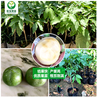 白柿冰淇淋果苗