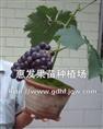 巨锋葡萄苗批发/惠州巨锋葡萄苗/葡萄苗 