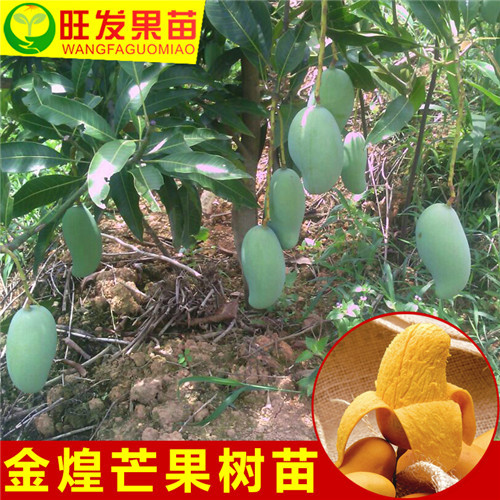 金煌芒果苗 