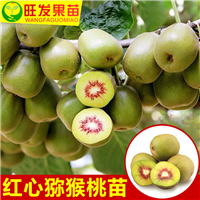 红心猕猴桃（奇异果苗），惠州奇异果苗 