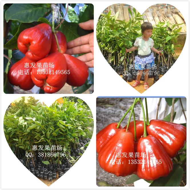 广西飞弹莲雾苗价格-飞弹莲雾苗供应商