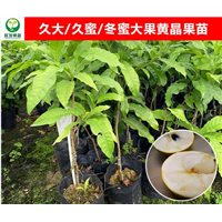 梅州大果黄晶果苗