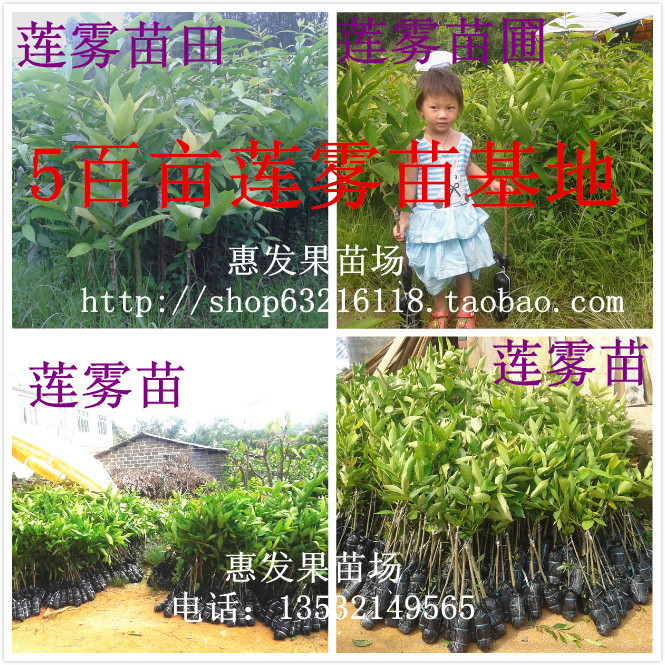 黑金刚莲雾苗 
