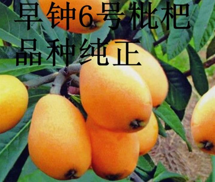 供应6号早钟枇杷种苗/6号早钟枇杷纯**种 