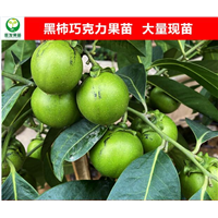 河源黑柿巧克力果苗