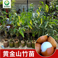 梅州阿恰恰黄金山竹苗