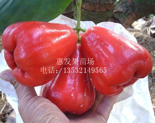 台湾大叶红莲雾苗 