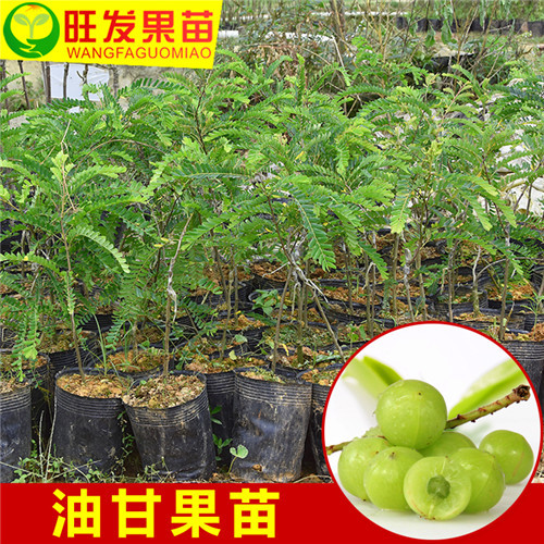 惠州油甘苗价格，批发油甘苗，惠州果苗 