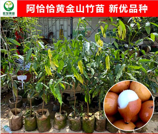 惠州阿恰恰黄金山竹苗
