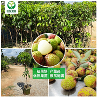 观音绿荔枝苗