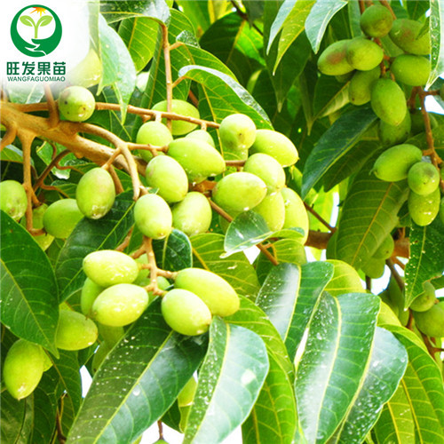 广东果树苗，惠州青橄榄苗价格，惠州青橄榄苗基地 