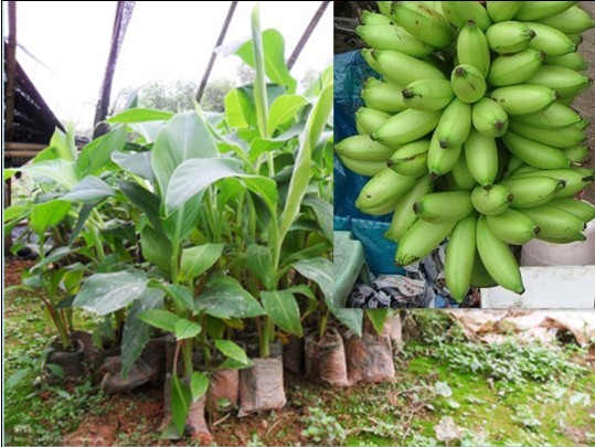 哪里有粉蕉苗/果苗粉蕉苗批发/供应粉蕉苗 