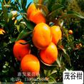 茂谷柑苗，广东茂谷柑苗，茂谷甘苗价格 