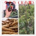 牛大力苗价格；出售牛大力苗；广东牛大力苗基地 