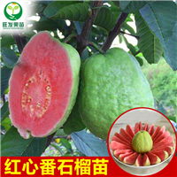 西瓜红红心番石榴苗\云南红心番石榴苗 