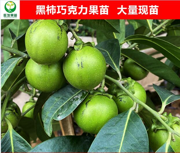 河源黑柿巧克力果苗