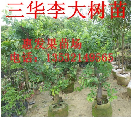 贵州三华李苗，四川三华李，广东三华李苗 