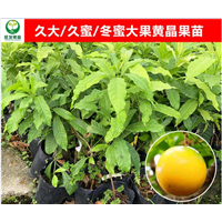 东莞大果黄晶果苗