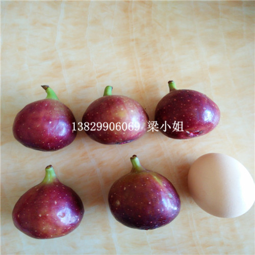 供应波姬红无花果苗\广西波姬红无花果苗 