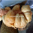 云南榴莲蜜苗\出售榴莲蜜苗\榴莲蜜苗价格 