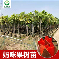 惠州妈咪果苗